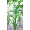 Vegetable seeds green okra seeds For Growing-East Green Sword