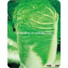 Chinese vegetable hybrid cabbage Seeds green vegetable seeds for sale-Shenzhou-5