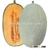 Hybrid F1 hami melon seeds For Growing-Hai Ni