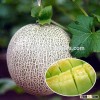 High grade gift melon hybrid F1 hami melon muskmelon seeds For Growing-Jing Yu