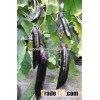 Hybrid F1 High yield black eggplant seeds chinese vegetable seeds for planting-998