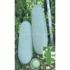 Early maturity Hybrid small wax gourd seeds for Growing-Early Emerald