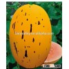 Good taste flavor Hybrid sweet melon seeds Cantaloup casaba seeds for growing and sale-Meteor ruby