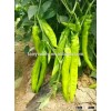 Super long big fruit yellow peel pepper Chilli Pepper Seed-New Golden Fortune 808