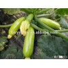 Chinese vegetable seeds High yield hybrid Squash seeds Zucchini seeds for growing-Precious Jade No.8