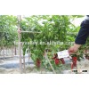High quality Super high yield Hybrid big fruit pepper seeds for growing-MoYu 10