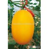 Hybrid F1 Japanese melon seeds sweet melon seeds For Growing-Jin Feng Huang No.2