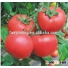 Hybrid Tomato seeds for growing- Wibar 7