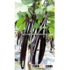 High quality Hybrid long eggplant seeds vegetables seeds for growing-YC No.1