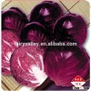 Chinese vegetable hybrid cabbage Seeds Kale Seed vegetable seeds for planting-Rinda