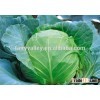 Hybrid cabbage Seeds for growing-Tripod Harvest