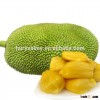 High quality jackfruit fruit Seeds artocarpus heterophyllus seeds For planting