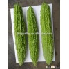 Hybrid bitter melon seeds Bitter gourd seeds for growing-Hacui 02