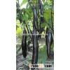 Early maturity hybrid High yield eggplant seeds for growing-Early Talent