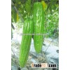 Good quality High yield Hybrid bitter melon seeds for growing-New Star