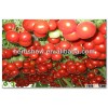 High Sweet Hybrid Tomato Tree Seeds Good Price