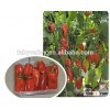 Hybrid colorful sweet fruit pepper seeds for growing-MiNi