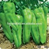 Hybrid high yield pepper seeds for growing-Zao Niu Jiao