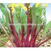 Sale good quality Cabbage seeds flowering chinese cabbage Vegetable sprouts for planting