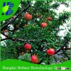 New pommegranite seeds import price