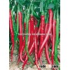 High disease resistance hybrid high yield chili pepper seeds for planting-Hot No.18
