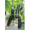 Hybrid eggplant seeds for growing- LG-homey