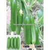 Hybrid high yield cucumber seeds for growing- Fuwa
