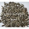 top quality chinese black sunflower seeds