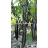 Hybrid eggplant seeds for growing-Early Talent