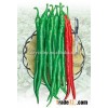 Hybrid high yield long pepper seeds for growing-Long Fruit King