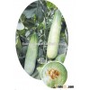 Hybrid F1 cavel honey melon seeds For Growing-Super Cavel Honey
