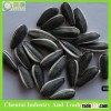 wholesale 2015 crop high quality raw sunflower seeds 5009