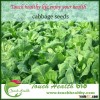 Touchhealthy supply heat resistant 60 days f1 hybrid cabbage seeds, quality vegetable seeds from chi