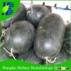 High sugar sweet watermelon seeds hybrid for sowing