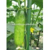 Super sweet hybrid fruit cucumber seeds for growing-Sweet Jopo