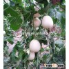 White flesh hybrid F1 white sweet melon seeds For Growing-Sweet Snow