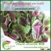 Touchhealthy supply Red Leaf Amaranth Seeds for sowing vegetable seeds fast growing