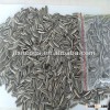 Sunflower seeds 5009 the best quality