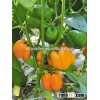 Hybrid vegetable Yellow sweet pepper seeds for growing-Ju Jun