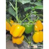 Hybrid Yellow sweet pepper seeds for growing-Yue Huang 871