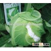 Hybrid cauliflower seeds for growing-Spring Lotus