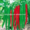 Hybrid high yield pepper seeds for growing-Xian La Wang