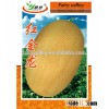 85 days Hybrid F1 hami melon seeds For planting-Hong Jin Long