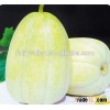 Chinese hybrid F1 sweet melon seeds For Growing-North Sweet Fairy