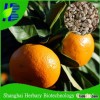 High sprouting rate Orange seeds for sale