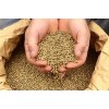 Top Quality Hemp Seeds