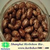 Ricinus communis seeds/Castor bean seeds