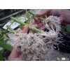 high quality horticulture Expanded perlite