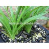 horticulture perlite