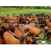 Livestock Full Blood Boer Goats for sale 2015